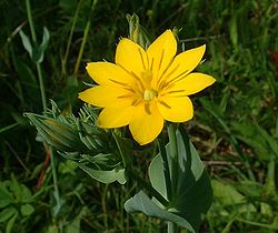 Blackstonia perfoliata