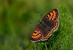 Blauschillernder Feuerfalter