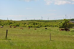 Zurndorfer Eichenwald und Hutweide