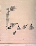 Blume und Früchte, 1927, Feder auf Papier mit Leimtupfen auf Karton, Sammlung Berggruen, Berlin