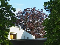 Blutbuche (Fagus sylvatica „Atropunicea“)