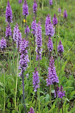 Dactylorhiza cruenta