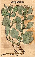 Hieronymus Bock 1546 Hyoscyamus albus