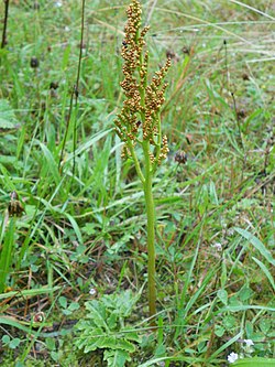 Botrychium multifidum