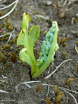 Botrychium simplex