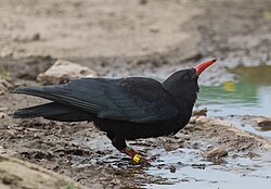Pyrrhocorax pyrrhocorax