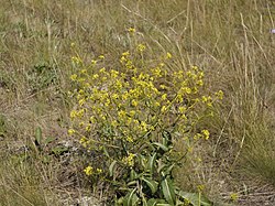 Brassica elongata