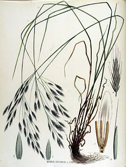 Bromus arvensis