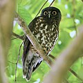 Falkenkauz (Ninox scutulata)