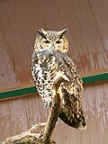 Kapuhu (Bubo capensis)