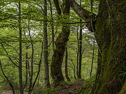 Buchengruppe im Halltal