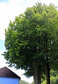 Buchengruppe (Fagus sp.) b. evang. Pfarrkirche