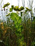 Stark gefährdet ist auch das kalkliebende Durchwachs-Hasenohr (Bupleurum rotundifolium).