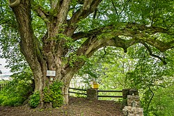 Burg- oder Schlosslinde