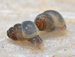 Österreichische Quellschnecke (Bythinella austriaca), nicht unbedingt die Unterart conica