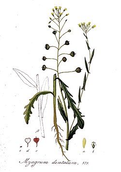 Camelina alyssum