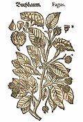 Mattioli / Handsch / Camerarius 1586