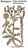 Mattioli / Handsch / Camerarius 1586
