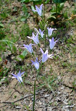 Campanula rapunculus