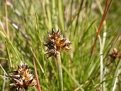 Carex maritima