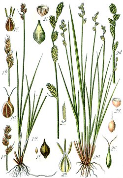 Carex heleonastes, Nummer 1