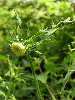 Carpesium cernuum