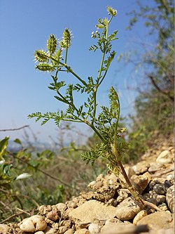 Caucalis platycarpos subsp. muricata, nicht die Unterart muricata