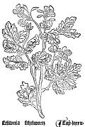 Gart der Gesundheit 1485