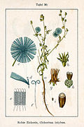 Illustration von Jacob Sturm