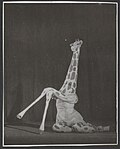 Salon Giraff