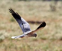 Foto einer fliegenden Wiesenweihe