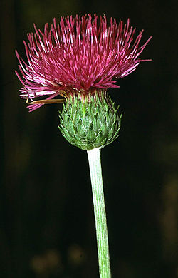 Cirsium tuberosum