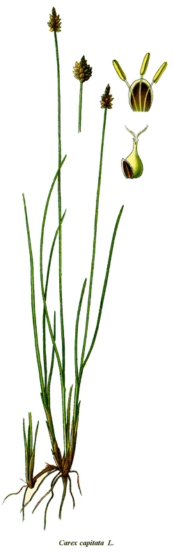 Carex capitata