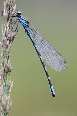 Sibirische Azurjungfer