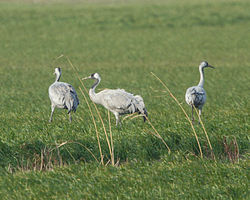 Grus grus