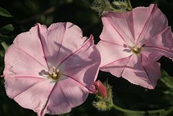 Glaslauterriegel-Heferlberg