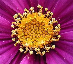 Detail der Blümchen