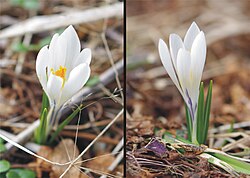Nördlichster Standort von Crocus albiflorus