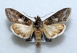 Cucullia scopariae