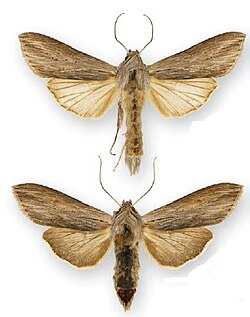 Cucullia umbratica