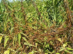 Cuscuta lupuliformis