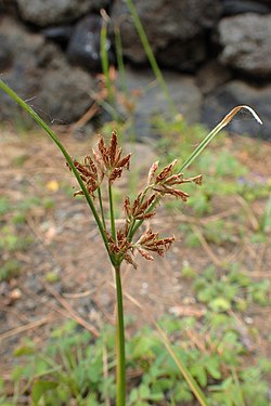 Cyperus longus