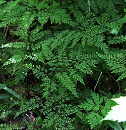 Cystopteris sudetica