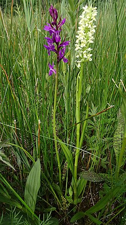 Dactylorhiza incarnata ochroleuca