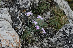 Dianthus plumarius neilreichii