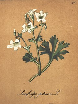 Saxifraga petraea