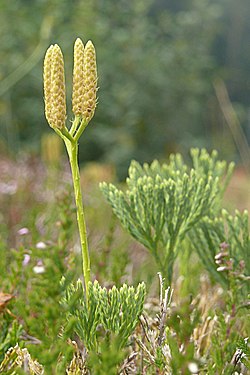 Lycopodium tristachyum