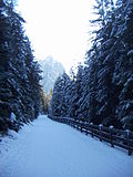 Loipe bei Toblach, Blick in die Gegenrichtung