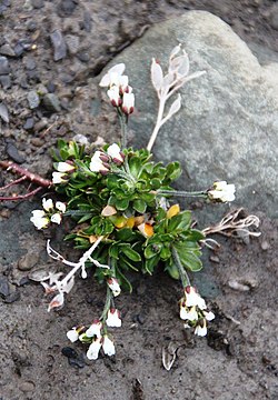 Draba norvegica