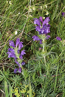 Dracocephalum austriacum